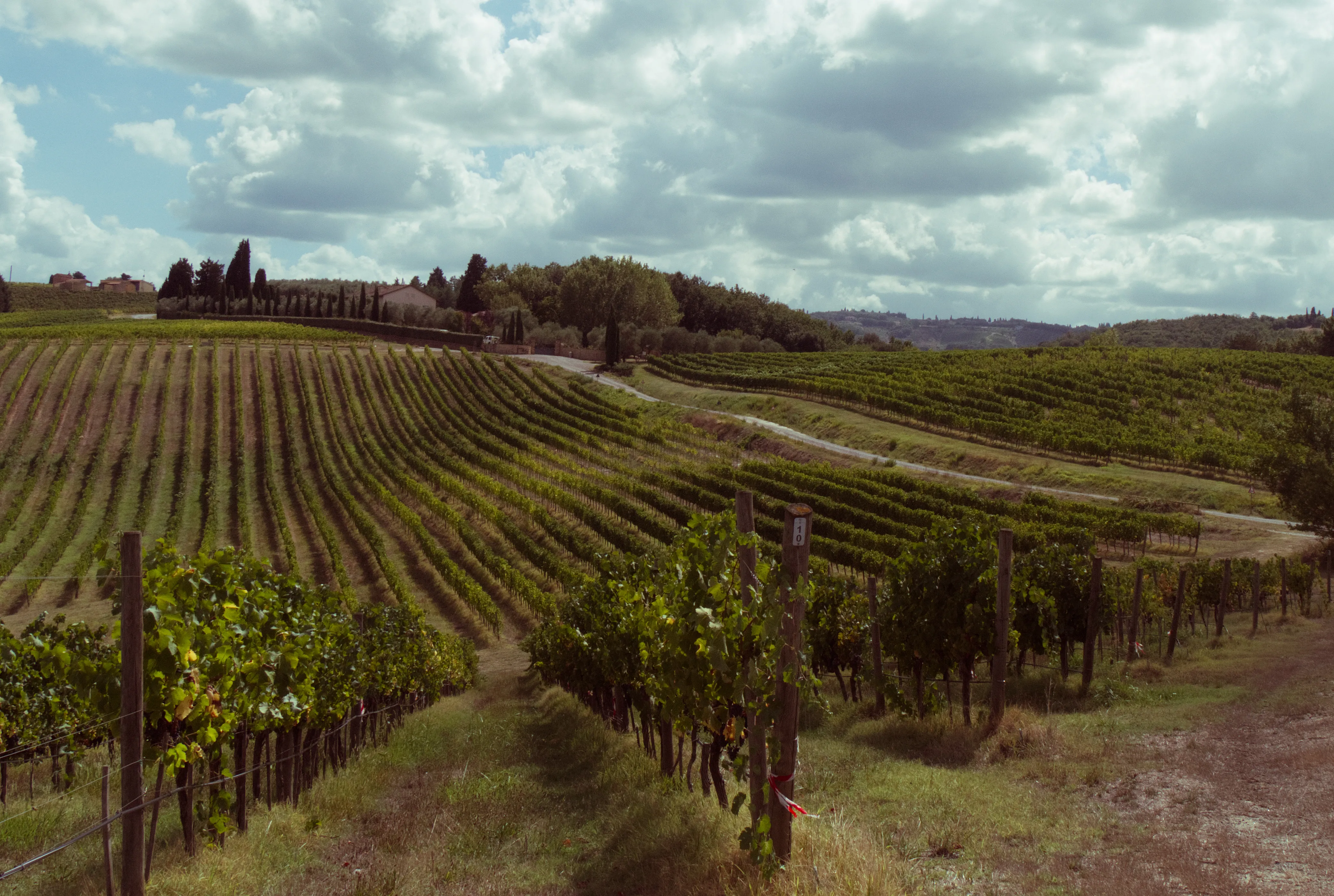Grape vines in Tuscany