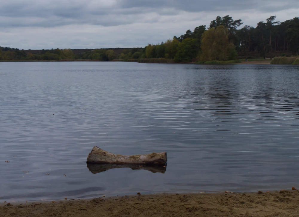 A piece of driftwood floating on a lake beneath an overcast sky
